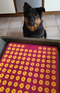 Akay steht vor einem Backblech mit selber gemachten Hundegutzli