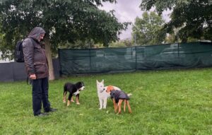 Flegelgruppe: 3 freie Hunde beschnüffeln einander