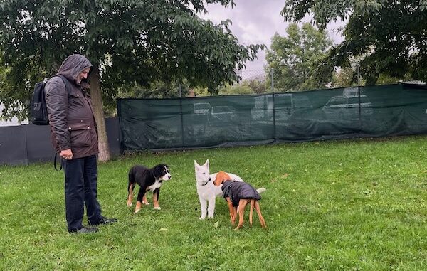 Flegelgruppe: 3 freie Hunde beschnüffeln einander