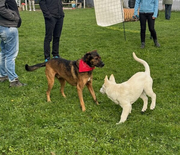 Flegelgruppe: 2 Hunde spielen miteinander