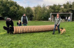 Verschiedene Mensch-Hund-Teams üben auf einer Hundewiese den Tunnel
