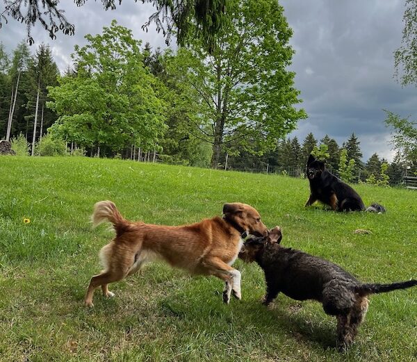 Verschiedene Hunde spielen beim Social Walk