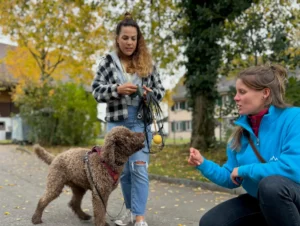 Hundetrainerin beim Einzeltraining mit grossem Hund in Winterthur
