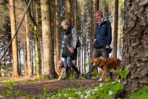 zwei grosse und starke Hunde an der Leine begegnen sich entspannt, Trainingssituation im Wald in Winterthur