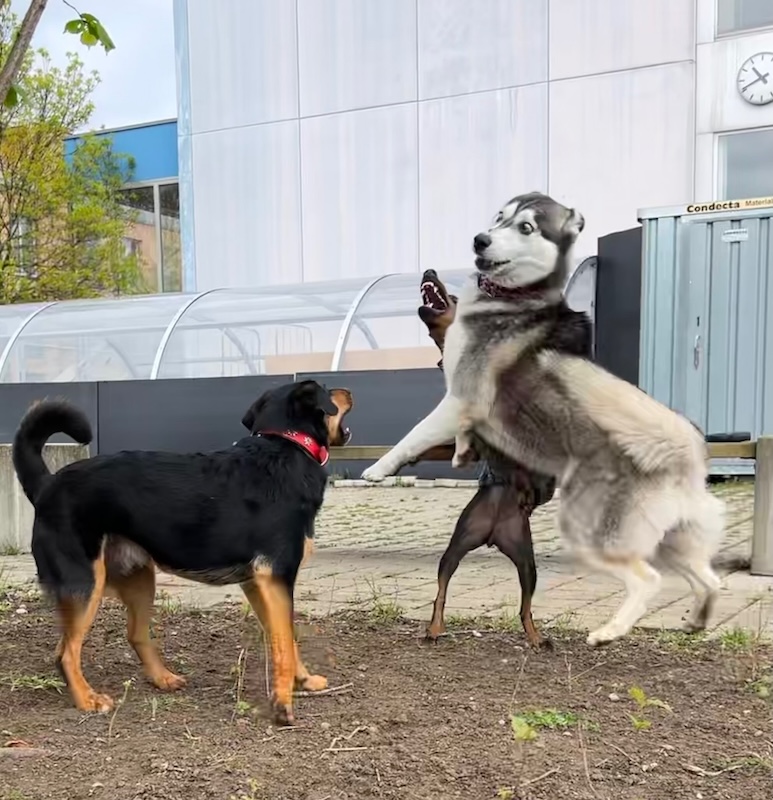 Hunde spielen wild miteinander