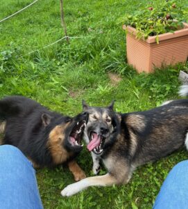 Schäferhund und Husky raufen miteinander in der Pause einer Trainingsstunde in Winterthur