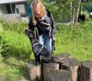 Welpenschule: 1 schwarzer junger Labrador sitzt auf einem Baumstrunk und schnüffelt an der Hand seiner Besitzerin