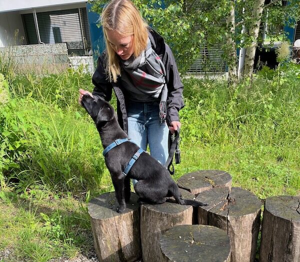 Welpenschule: 1 schwarzer junger Labrador sitzt auf einem Baumstrunk und schnüffelt an der Hand seiner Besitzerin