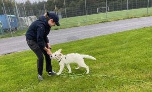 ein junger weisser Schäferhund spielt in der Welpenschule mit seinem Menschen, eine Schleppleine ist sichtbar