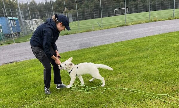 ein junger weisser Schäferhund spielt in der Welpenschule mit seinem Menschen, eine Schleppleine ist sichtbar