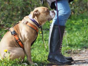 Ein Hund sitzt entspannt neben seiner Besitzerin am Wegrand