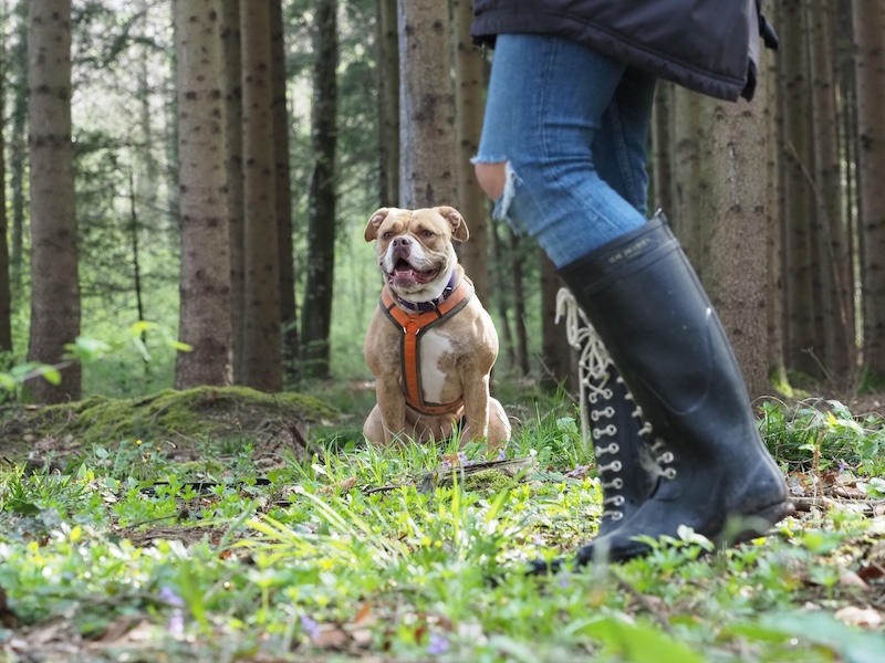 Hundetraining im Wald: ein Hund sitzt da und schaut konzentriert nach vorne