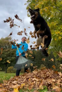 Hundetraining zur Beschäftigung und Auslastung von Schäferhunden in Winterthur