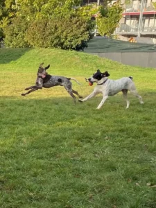 2 Hunde spielen mit einem Spielzeug und rennen nebeneinander
