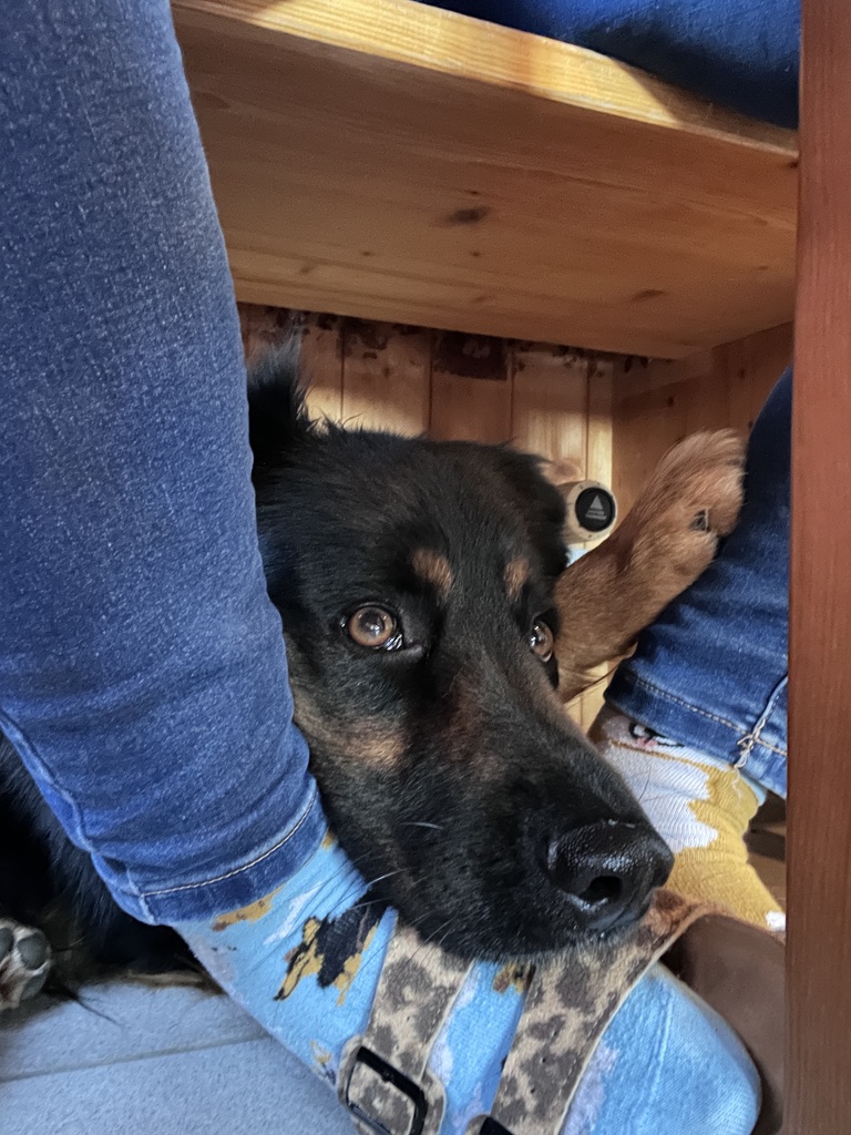 Ein Schäferhund beobachtet das Geschehen.