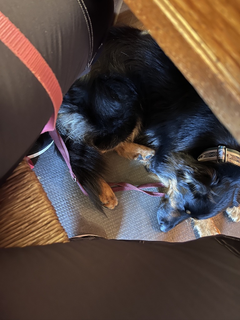 Zwei Schäferhunde liegen entspannt im Restaurant