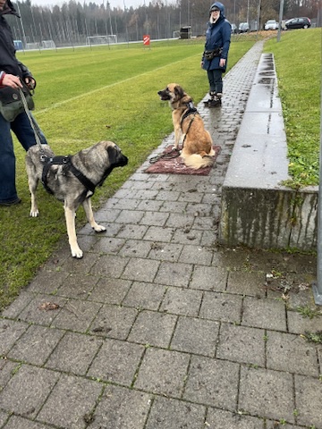 zwei grosse Hunde begegnen sich an der Leine währen der Trainingsstunde in Effretikon