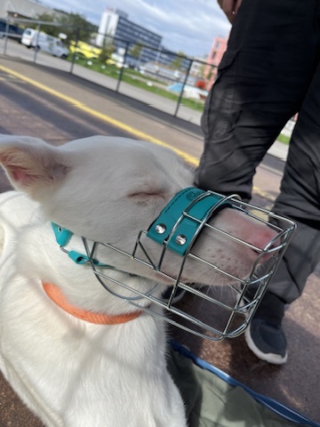 Ein grosser Hund trägt in der Öffentlichkeit einen Maulkorb